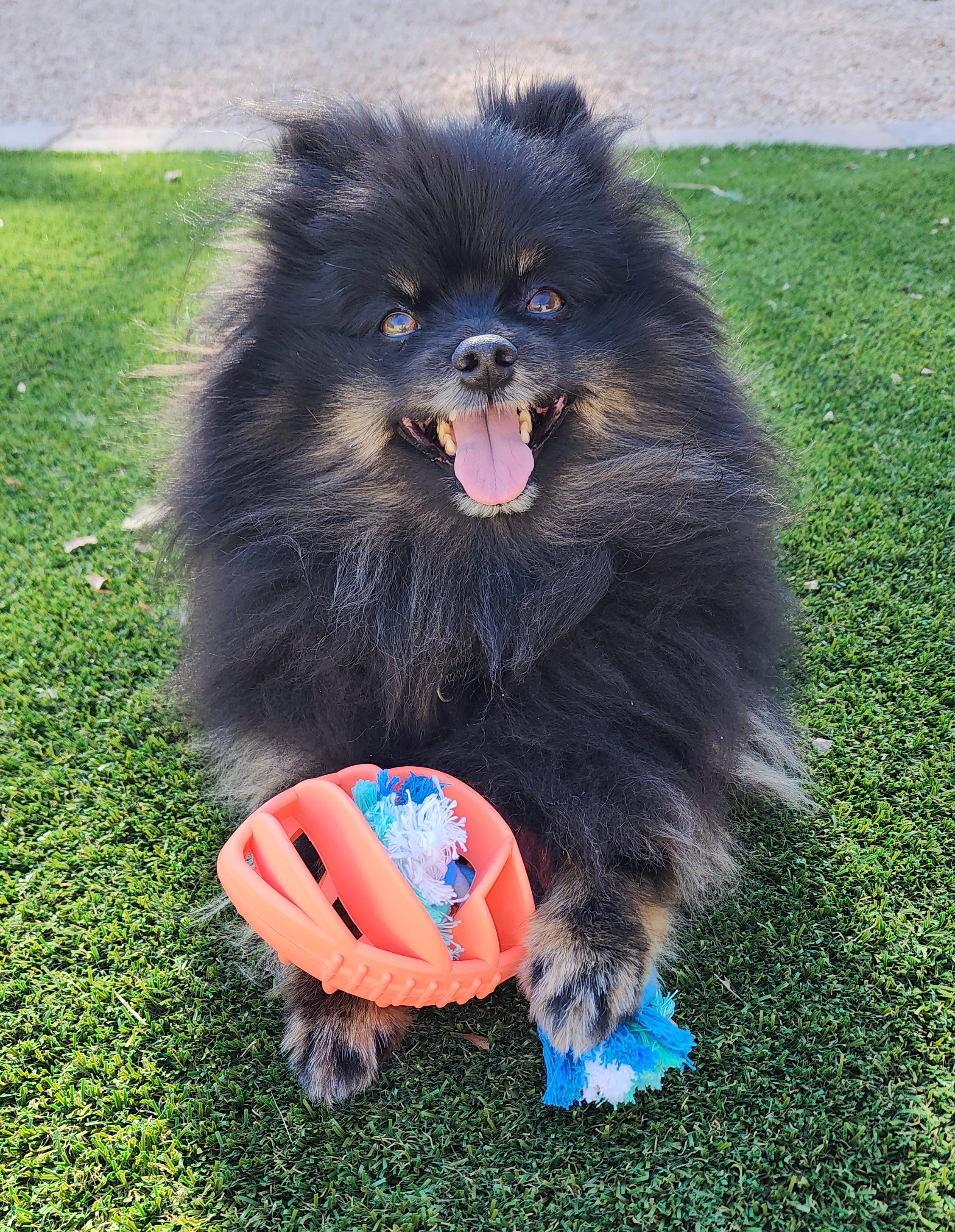 Rubber Football Dog Chew Toy with Tug Rope - Great for Active Dogs -Everyone's Marketplace