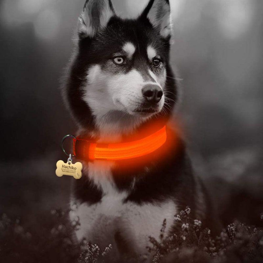 2 PCS Set Nylon LED Dog Collar-Everyone's Marketplace