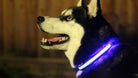 LED Light Up Dog Collar-Everyone's Marketplace