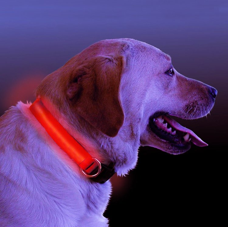 LED Light Up Dog Collar-Everyone's Marketplace