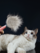 Pet Grooming Cat Comb Dog Comb Cat Hair Brush-Everyone's Marketplace