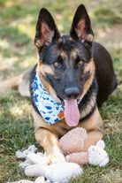 Fast shipping 6-Pack Adorable Dog Plush Toys Set-Everyone's Marketplace