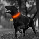 2 PCS Set Nylon LED Dog Collar-Everyone's Marketplace